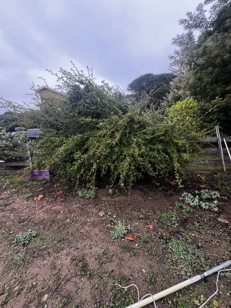 Local landscape design in Castroville, CA by New Generation Tree Service