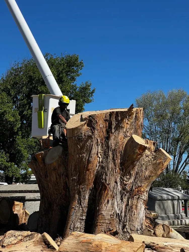 Trusted landscape design in Castroville, CA by New Generation Tree Service