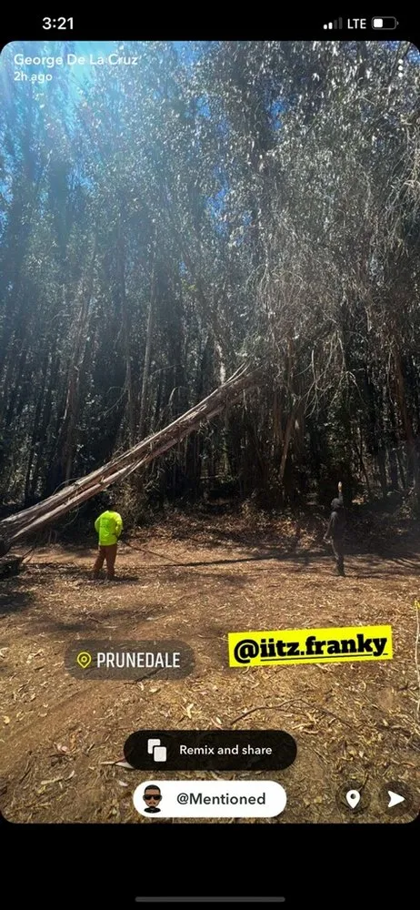 Professional landscape installation in Castroville, CA - New Generation Tree Service