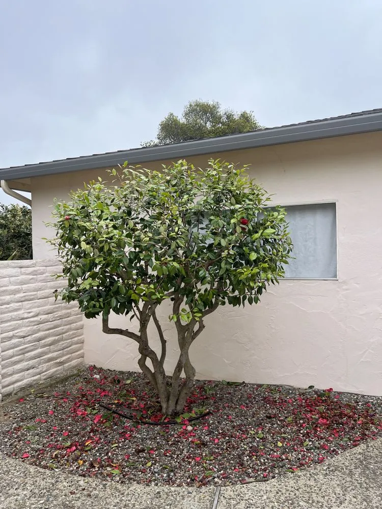 Expert residential landscaping for beautiful yards across Castroville, CA - New Generation Tree Service