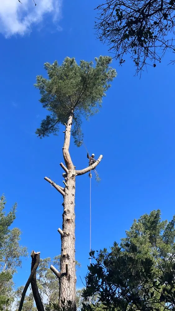 Custom garden landscaping for outdoor upgrades across Castroville, CA - New Generation Tree Service