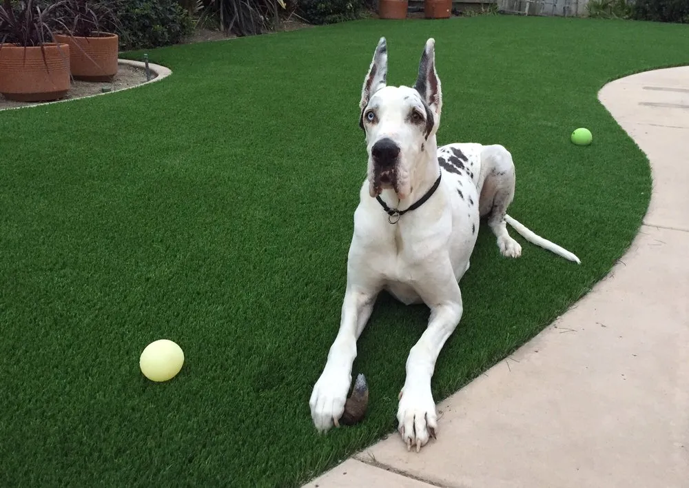 Professional outdoor landscaping for outdoor upgrades across San Diego, CA - New Green Landscape Company