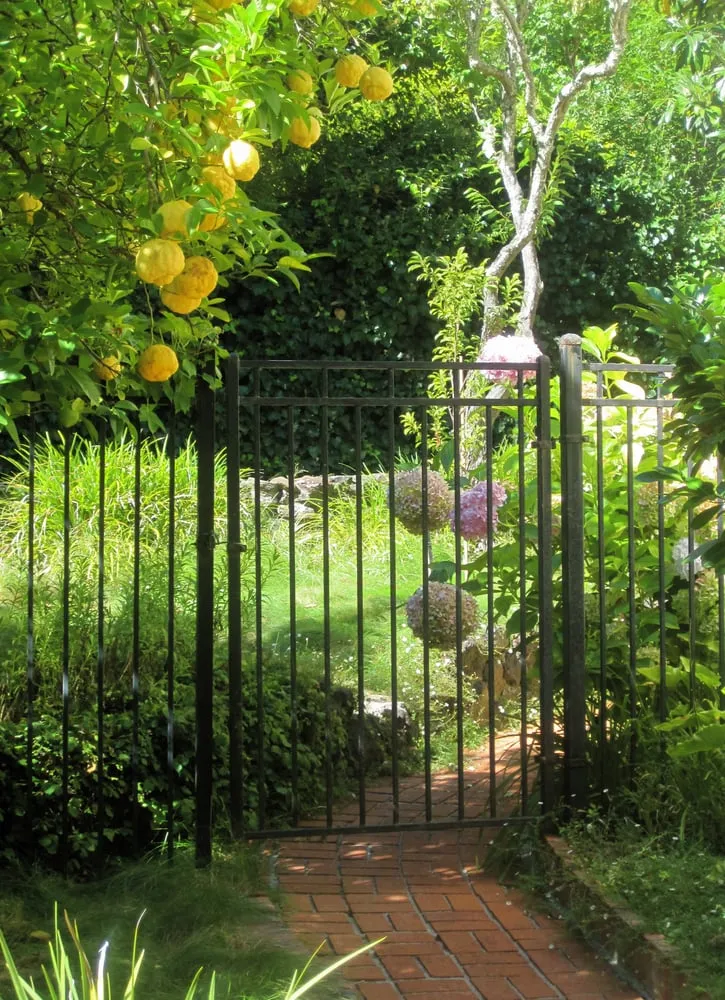 Reliable yard cleanup service near you in Fairfax, CA by New Growth