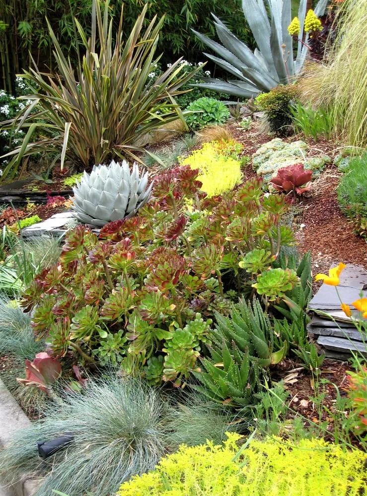 Professional yard cleanup service for residential properties in Fairfax, CA by New Growth