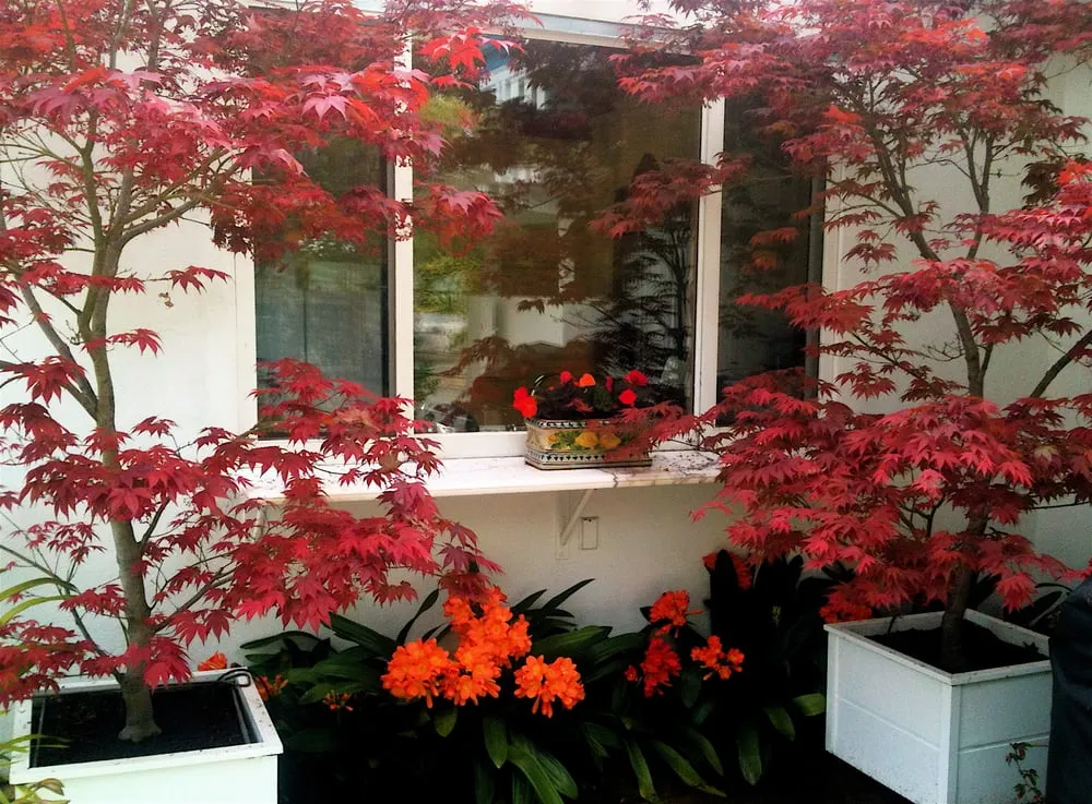 Local landscape installation near you in Fairfax, CA by New Growth