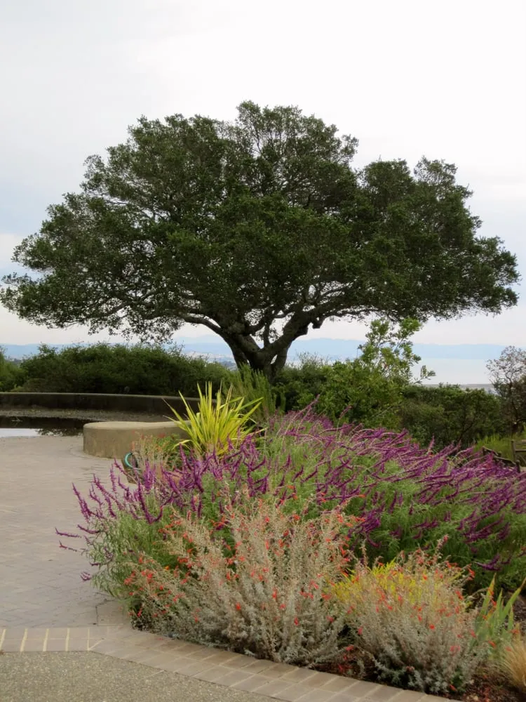 Affordable lawn care service with custom design across Fairfax, CA - New Growth