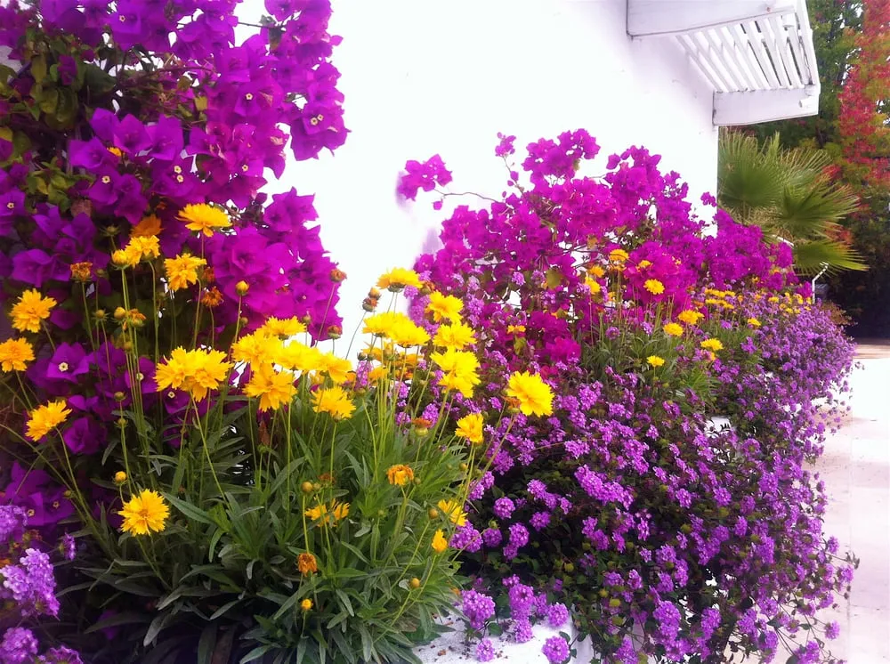 Local yard cleanup service in Fairfax, CA by New Growth