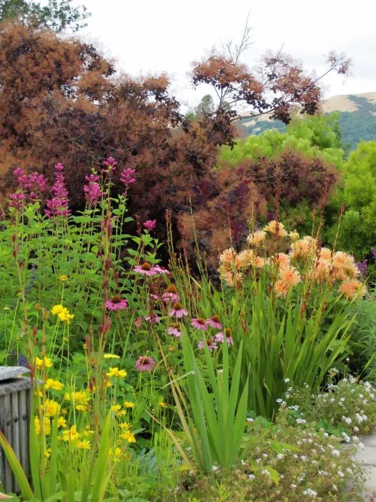 Professional garden landscaping in Fairfax, CA by New Growth