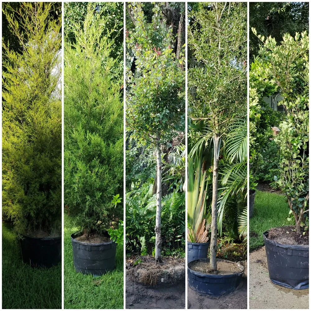 Affordable yard maintenance with custom design in Saint Petersburg, FL by New Growth Gardening