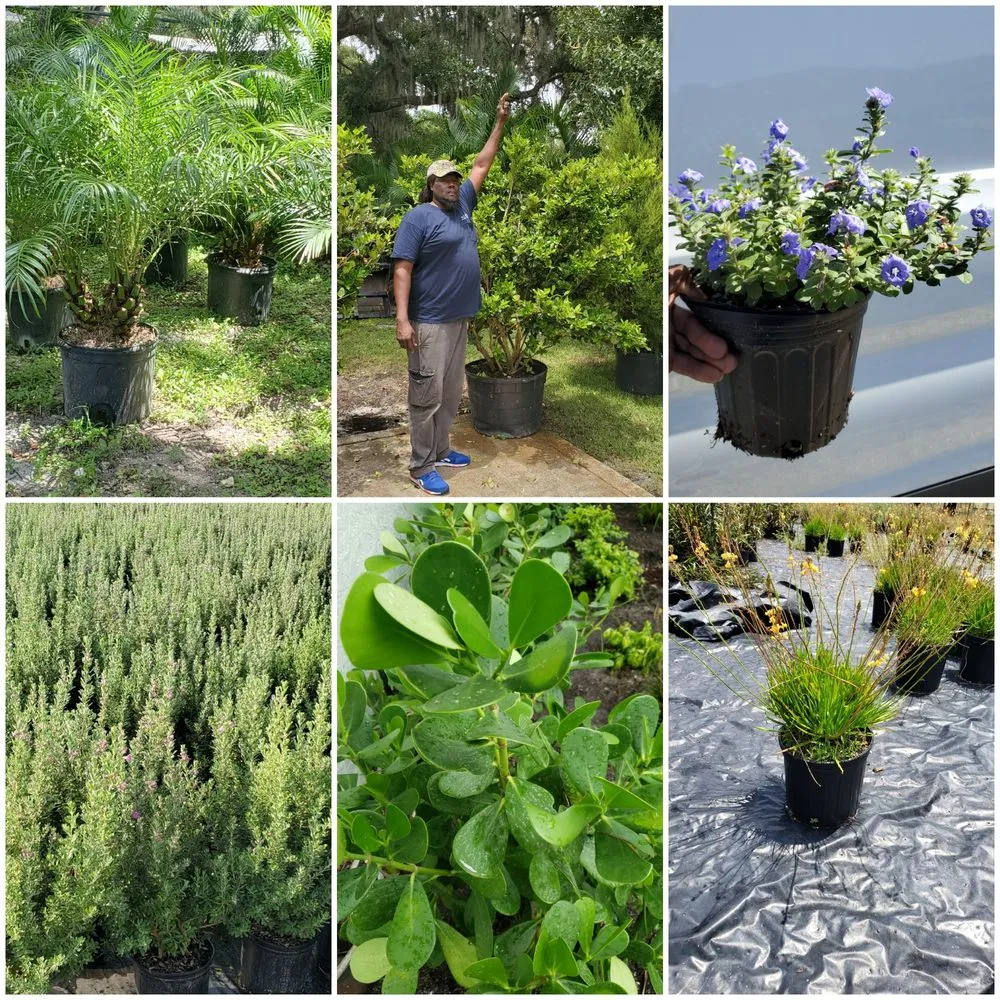 Affordable landscape installation in Saint Petersburg, FL by New Growth Gardening