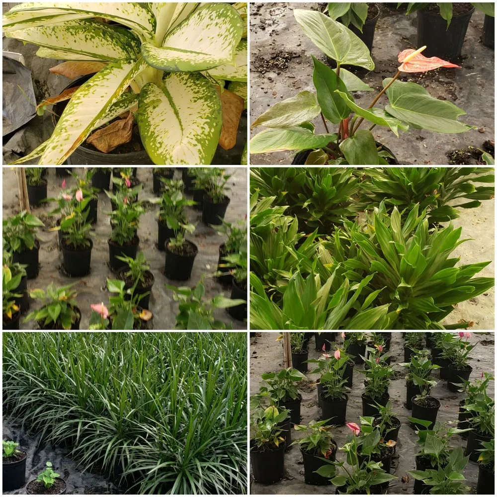 Trusted lawn mowing service near you across Saint Petersburg, FL - New Growth Gardening