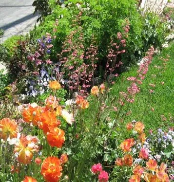 Local yard maintenance in Covina, CA - New Growth Landscaping