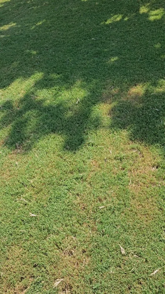 Custom landscape design experts serving Buford, GA - New Harvest LawnCare & Solutions