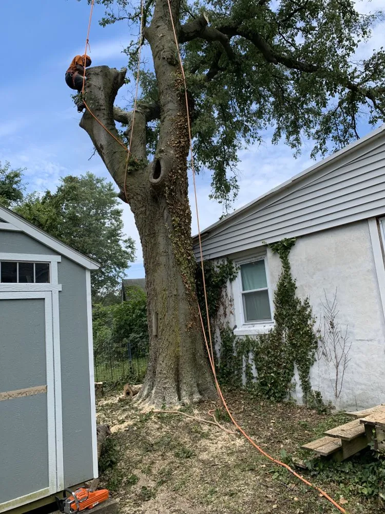 Custom lawn care service in Media, PA by New Heights Tree Service