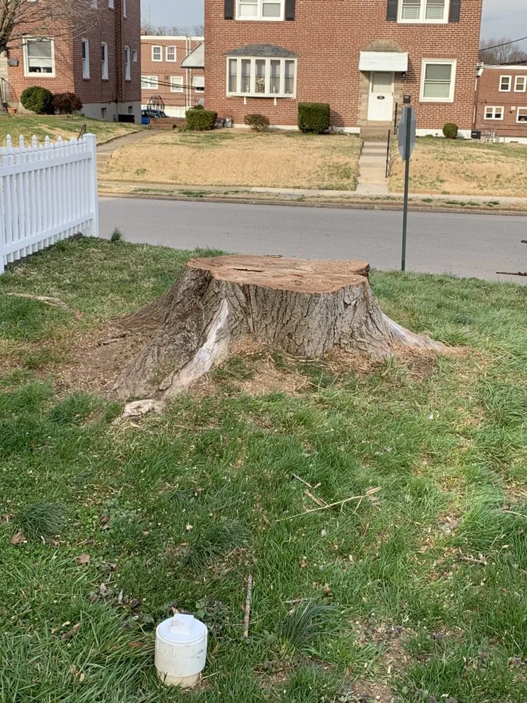 Local yard maintenance in Media, PA - New Heights Tree Service