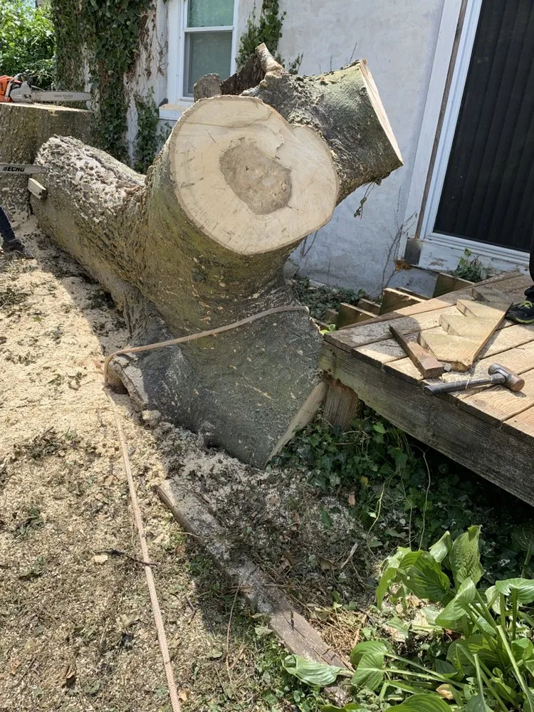 Affordable lawn care service in Media, PA by New Heights Tree Service