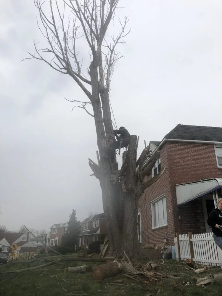 Local landscape design experts serving Media, PA - New Heights Tree Service