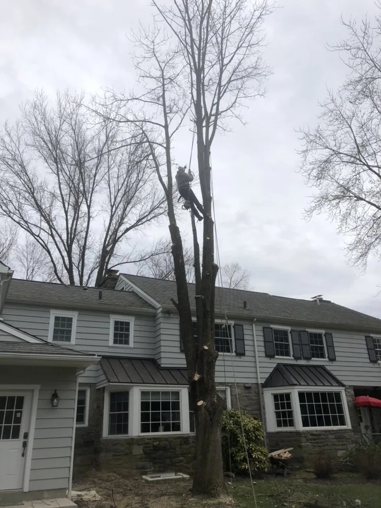 Expert landscaping services near you in Media, PA by New Heights Tree Service