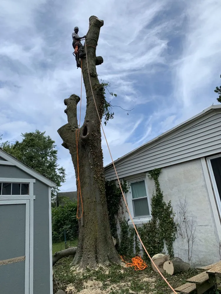 Custom yard cleanup service near you in Media, PA by New Heights Tree Service