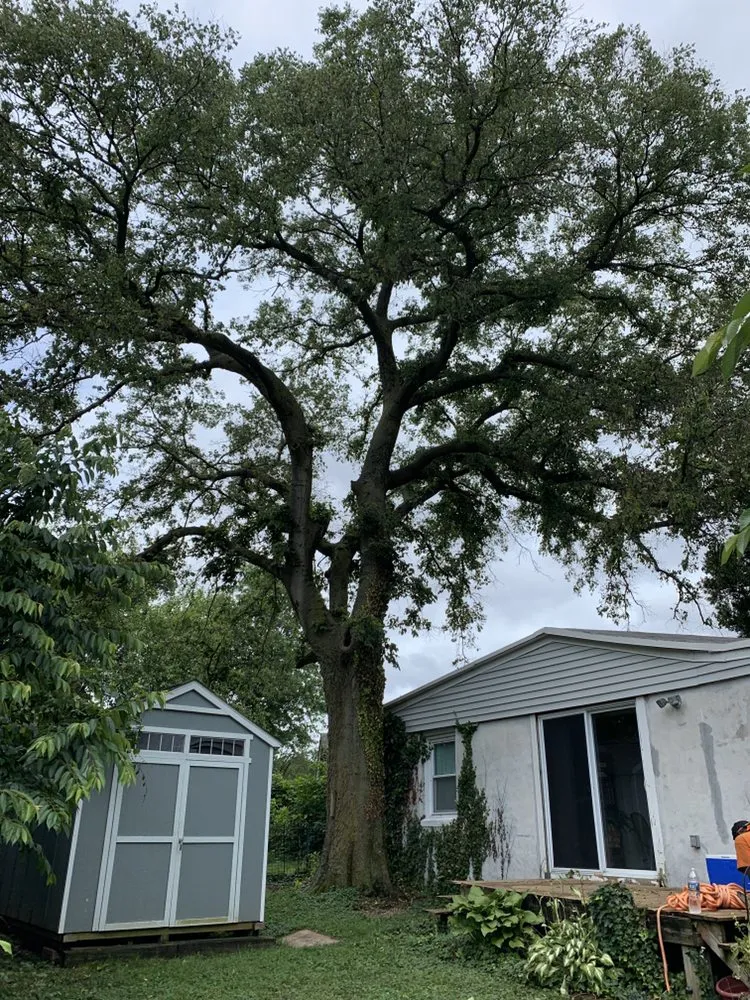 Expert yard cleanup service for year-round maintenance in Media, PA by New Heights Tree Service