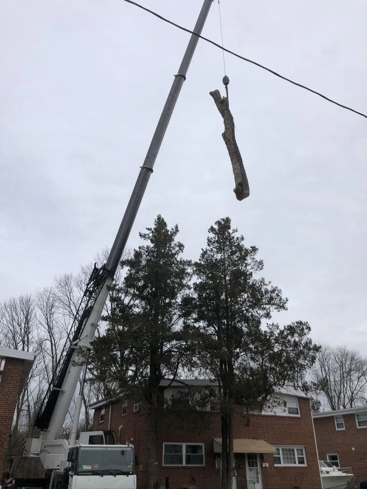 Expert garden landscaping for year-round maintenance in Media, PA by New Heights Tree Service