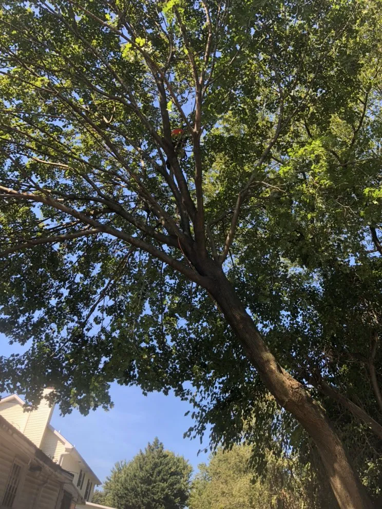 Top-rated lawn mowing service in Media, PA by New Heights Tree Service