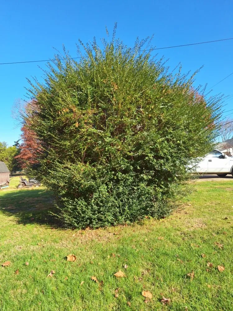 Top-rated outdoor landscaping for beautiful yards in Barboursville, WV by New Home Property Management