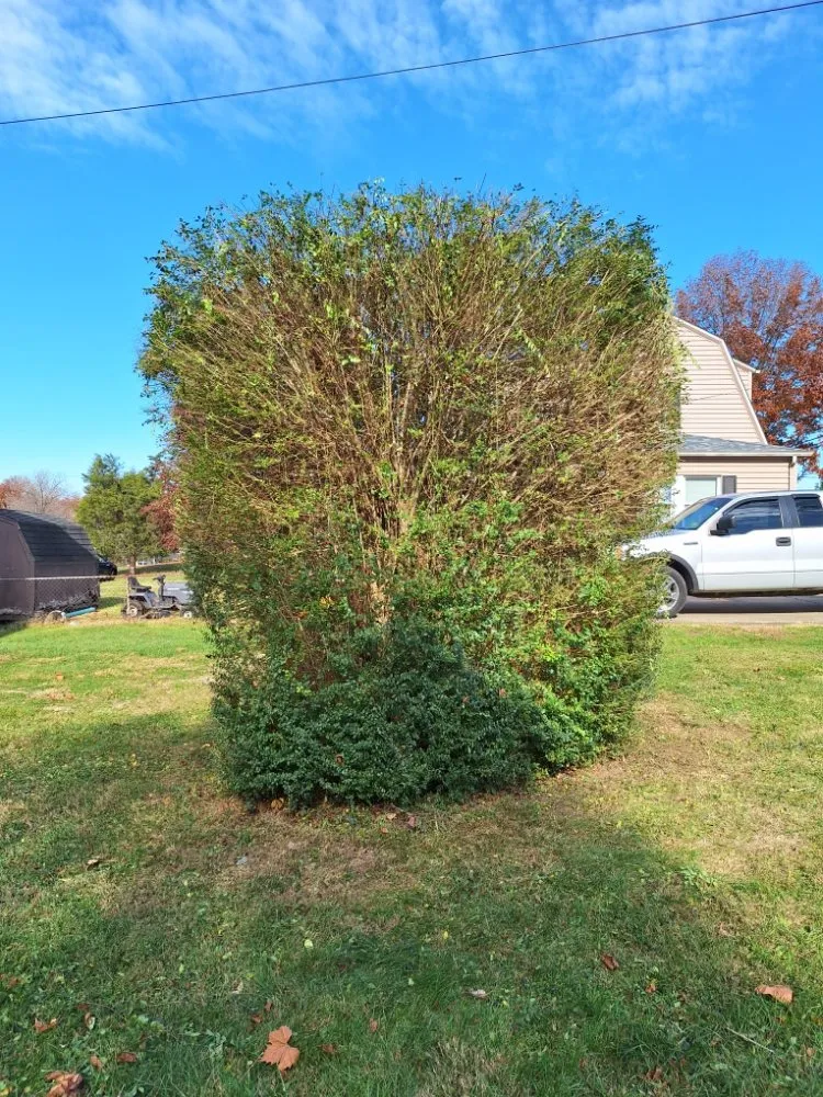 Expert residential landscaping experts serving Barboursville, WV - New Home Property Management