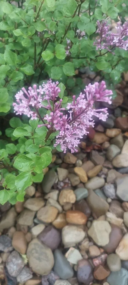 Reliable yard maintenance for residential properties across Slippery Rock, PA - New Hope Tree & Landscape