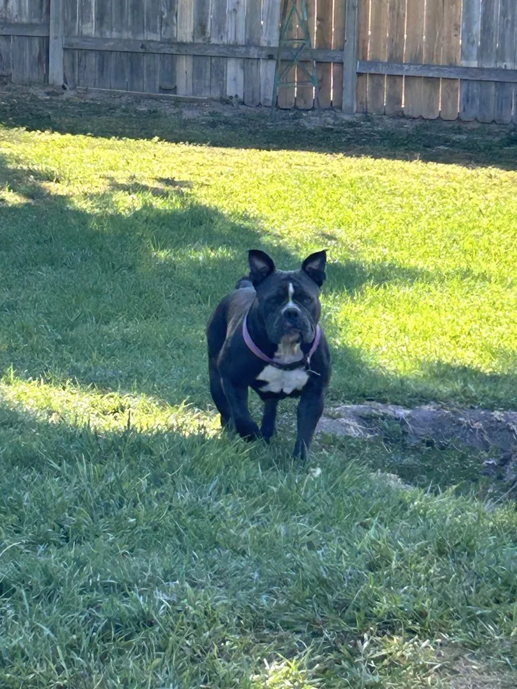 Affordable residential landscaping experts serving Caldwell, ID - New Horizon Beginnings