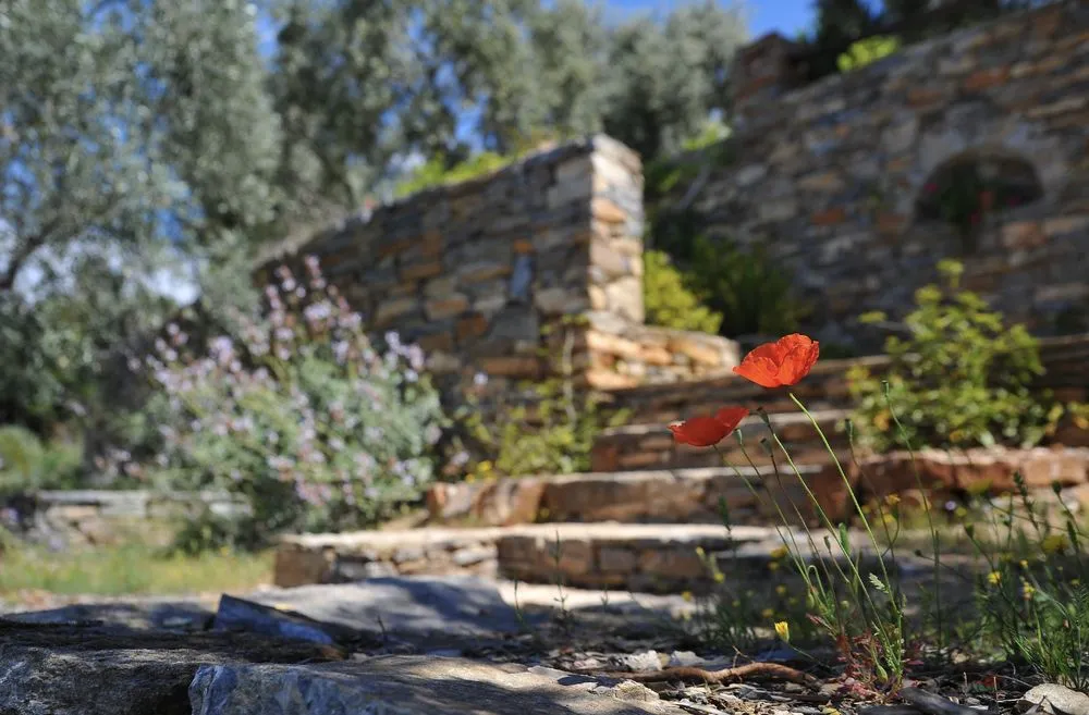 Expert lawn care service experts serving Hayward, CA - New Horizon Landscaping