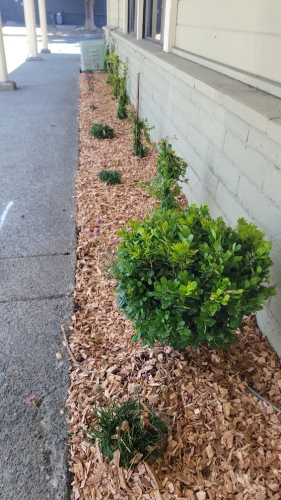 Professional landscape design for residential properties in Petaluma, CA by New Horizon Lanscape