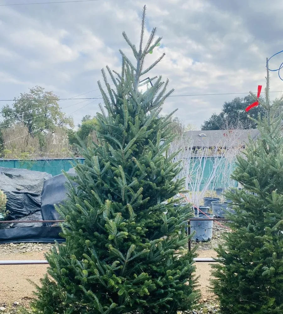 Affordable garden landscaping near you in Cypress, TX by New Horizons Nursery & Landscaping