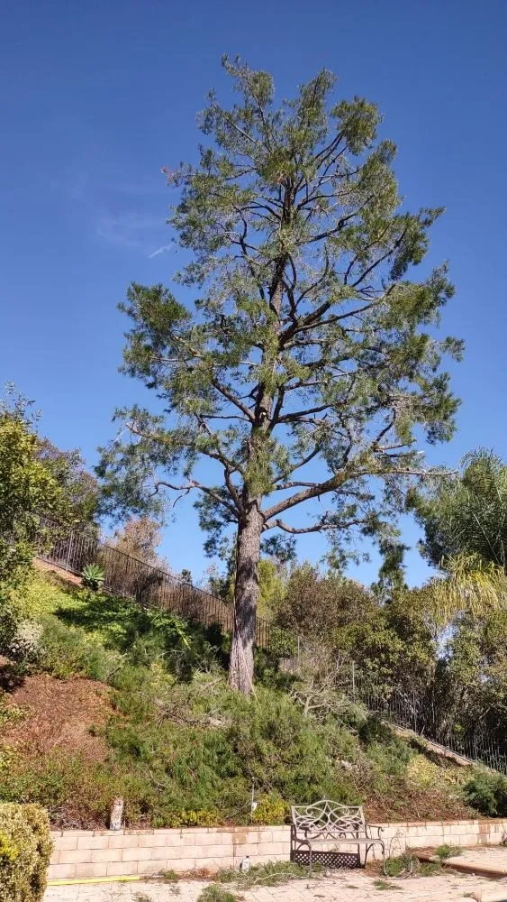 Expert landscape installation for outdoor upgrades in Thousand Oaks, CA by New Ideas Landscaping and Maintenance