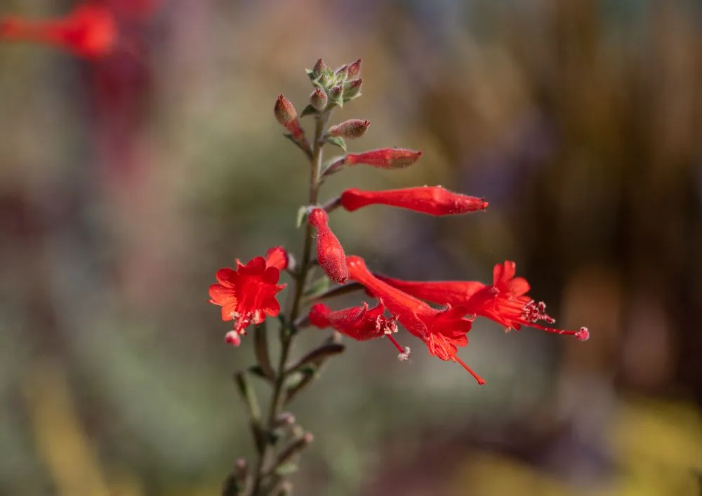 Expert lawn mowing service in Fremont, CA by New Image Landscape Company