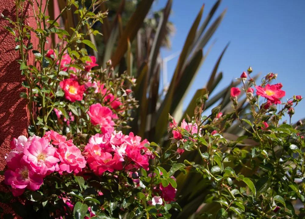 Top-rated yard cleanup service with custom design in Fremont, CA by New Image Landscape Company