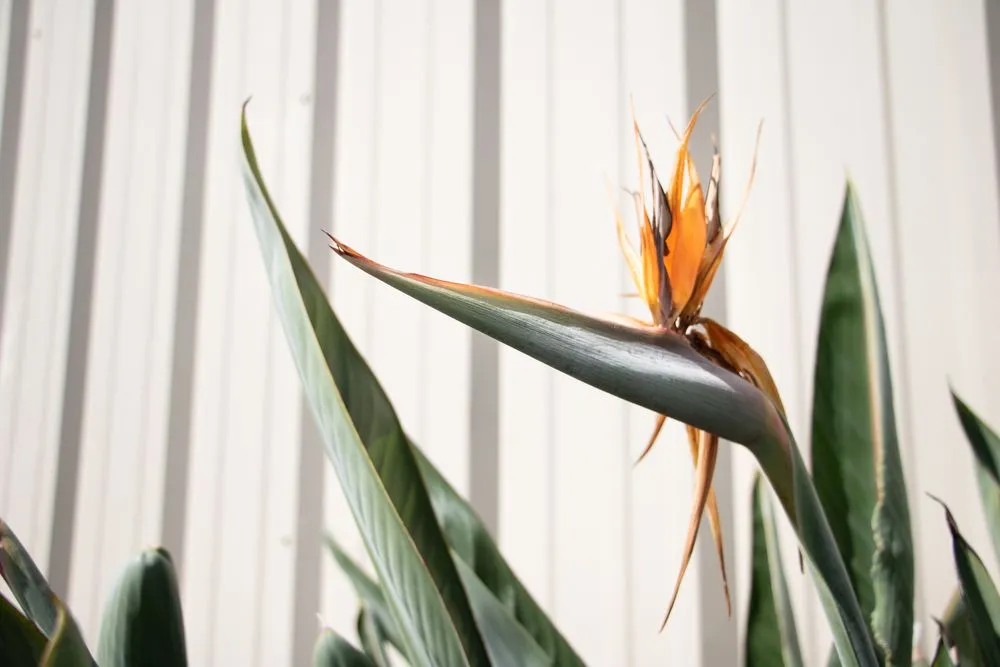 Local yard cleanup service in Fremont, CA by New Image Landscape Company