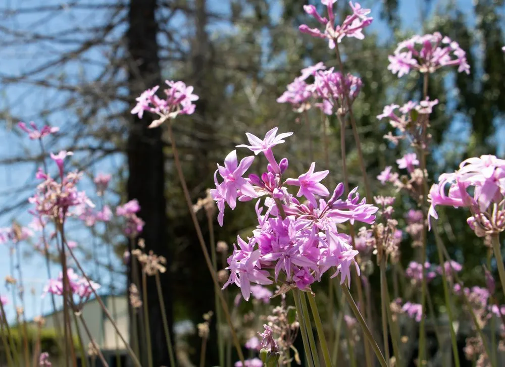 Top-rated garden landscaping for year-round maintenance in Fremont, CA by New Image Landscape Company