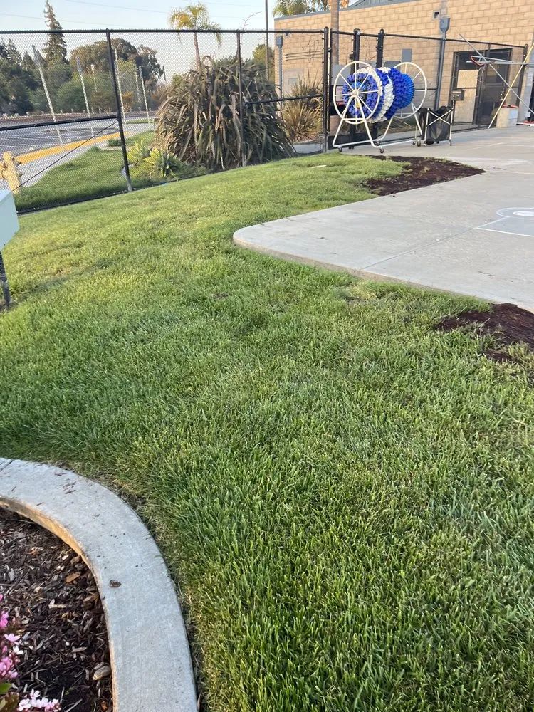 Local yard cleanup service in Fremont, CA by New Image Landscape Company