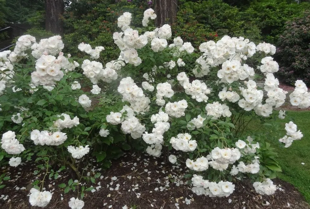 Trusted lawn care service in Birmingham, AL - New image landscape service