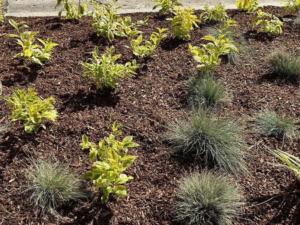 Affordable lawn mowing service experts serving Altadena, CA - New Image Landscaping