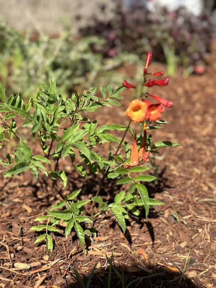 Professional residential landscaping for homes across Altadena, CA - New Image Landscaping