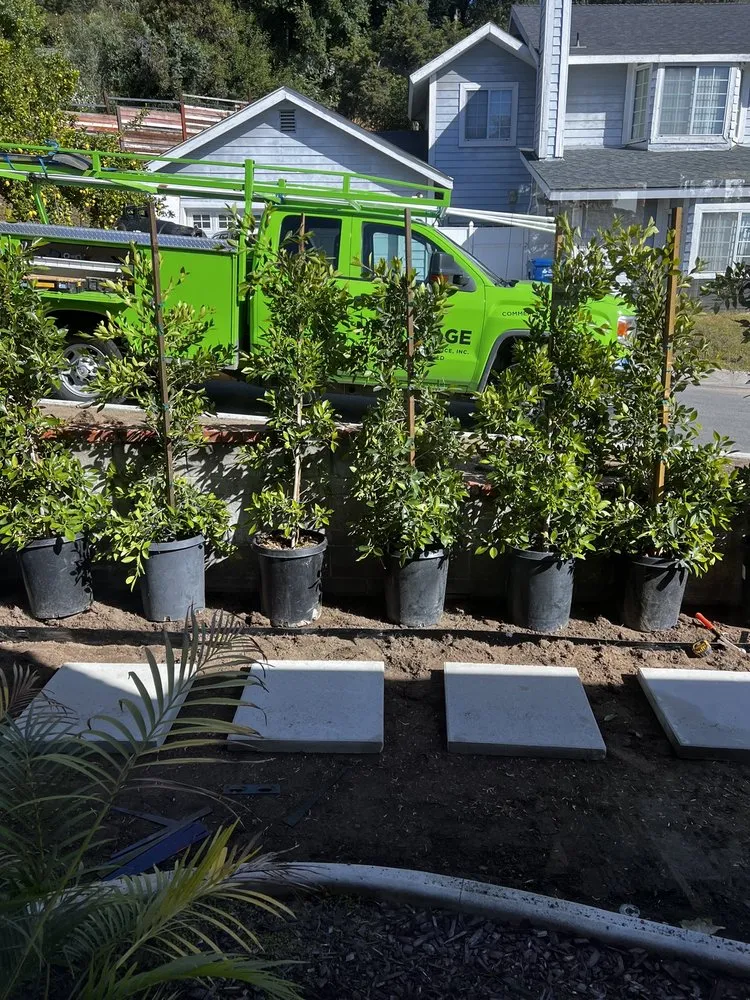 Reliable lawn care service with custom design in Altadena, CA by New Image Landscaping