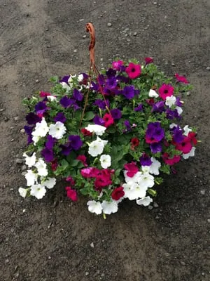 New Image Landscaping and Tree Service