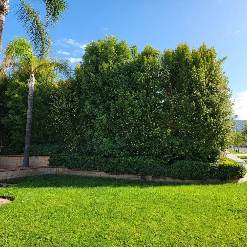 Expert outdoor landscaping experts serving Corona, CA - New Image Tree Care