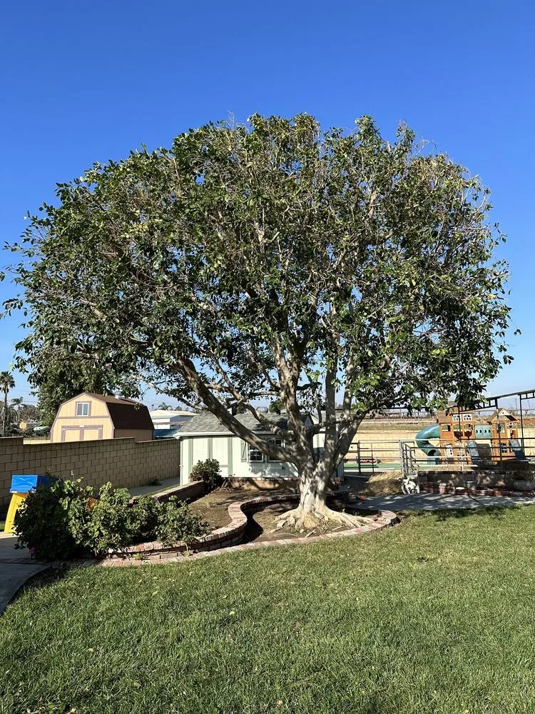 Professional landscape design for year-round maintenance in Corona, CA by New Image Tree Care