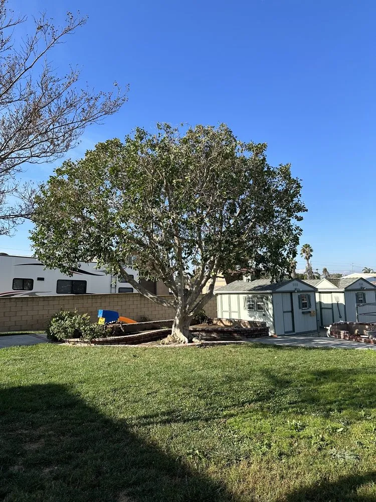 Professional yard maintenance in Corona, CA - New Image Tree Care