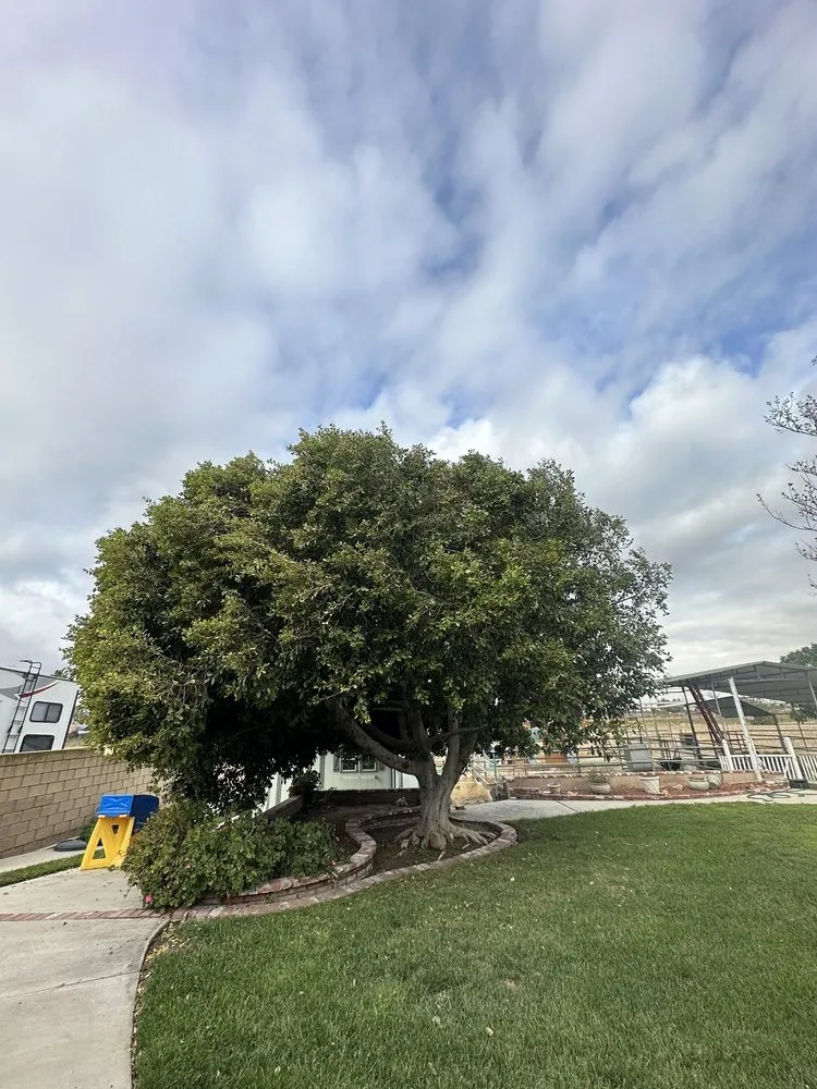 Top-rated outdoor landscaping in Corona, CA - New Image Tree Care