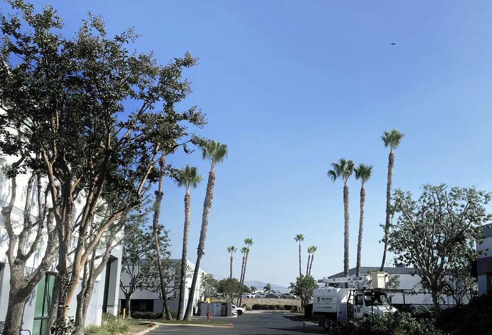 Reliable landscape installation in Corona, CA by New Image Tree Care