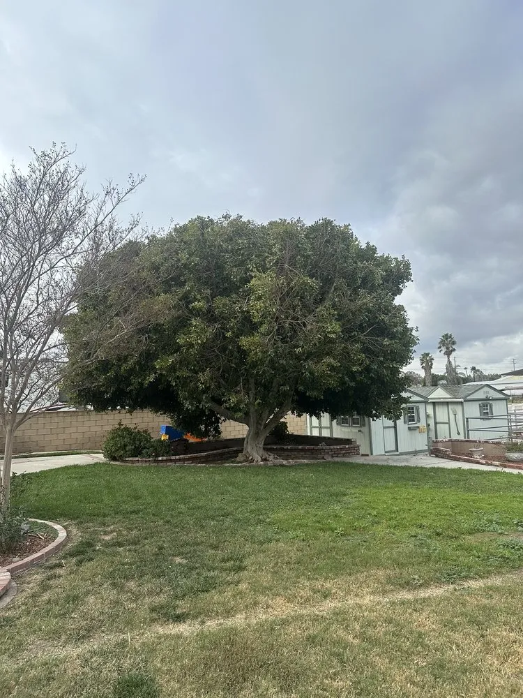 Top-rated outdoor landscaping in Corona, CA - New Image Tree Care
